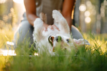A Girl Is Scratching The Belly Of Her Jack Russell Dog. A Contented Dog Lies On The Green Grass In The Park.