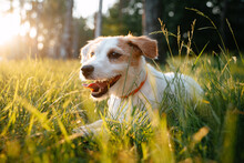Cute Parson Russell Terrier Lies On Green Grass In The Setting Sun. Walk The Dog In The Summer In The Park.