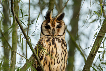 Striped owl
Asio clamator