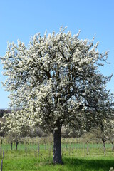 Sticker - weiß blühender Kirschbaum