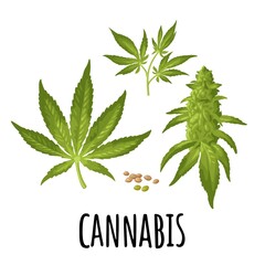 Wall Mural - Marijuana mature plant with leaves and buds. Vector engraving illustration