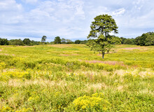 A Lone Tree Stands Over A Late Summer Wildflower Field .  Shelter Island, New York, USA.