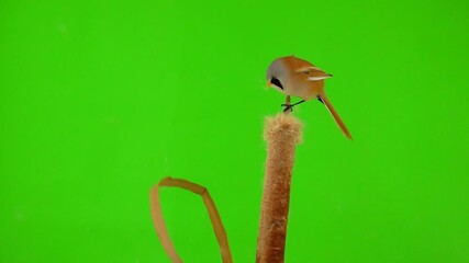 Wall Mural - two baleen tits sit on reed (cattail) on a green background, one tit has arrived. studio, slow motion