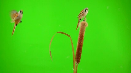 Wall Mural - baleen tits fly and eat on the reed (cattail) on a green background. studio, slow motion