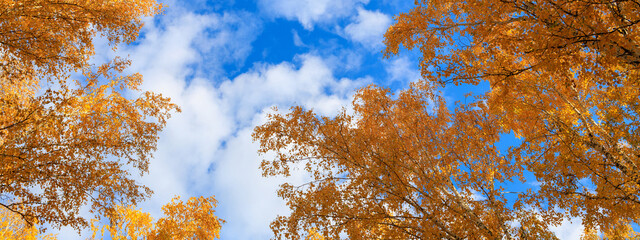 Wall Mural - banner of autumn sky and tree tops with yellow leaves