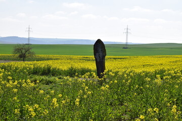 Wall Mural - beginnende Rapsblütenfelder in der Eifel