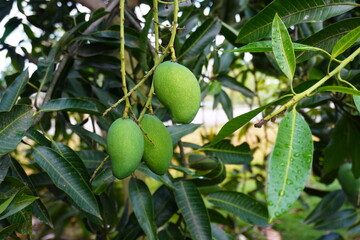 Local Malaysia Mango tree growing fruits on the tree.