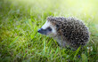 West european hedgehog on a green grass