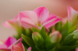 Fototapeta Storczyk - Wiosenne kwiaty, żonkile, tulipany i storczyki