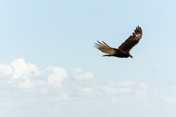  Turkey vulture in flight, Riviera Maya, Mexico