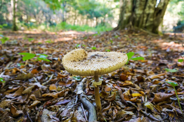 Mushroom 2 - Demirkoy