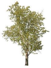 Black Poplar Tree Cutout, Isolated On White Background