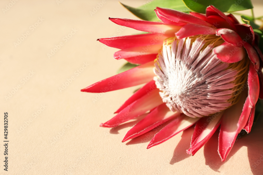 Beautiful protea flower on color background, closeup
