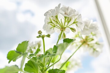 Pelargonium, Geranium. Flowering bushes of white pelargonium