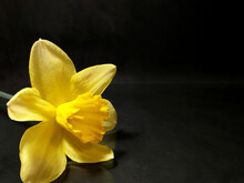 One Yellow Daffodil Flower On Black Background