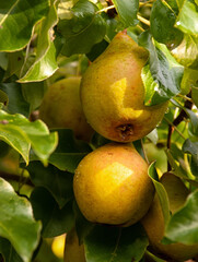 Fresh fruits close-up. two ripe yellow pears on a branch among green leaves. Summer garden