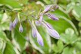 Fototapeta  - close up of a lilac