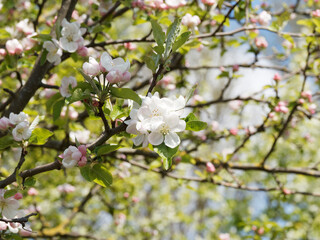 Poster - Malus sylvestris | Pommier sauvage, petite arbre au port irrégulier à floraison blanche et rosée en corymbes avec de nombreux boutons roses pâles dans un feuillage vert luisant