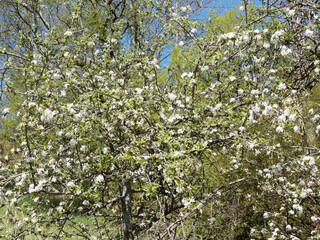 Wall Mural - Malus sylvestris - Pommier sauvage à floraison blanc pur à rose pâle en corymbes et boutons floraux rose dans un feuillage vert foncé et luisant