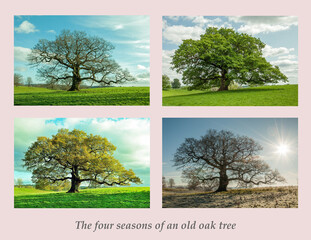 Four seasons for an old oak tree.