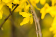 yellow blooming forsythia in spring