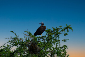 vulture on top of tree
