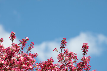 Wall Mural - Pink flowers