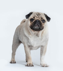 Wall Mural - beautiful pug dog standing and looking to the camera on white background