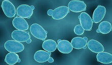 Sacharomyces Yeast, Probiotic Fungi Close-up (sacharomyces Cerevisiae)