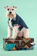 Schnauzer Dog Sitting On A Vintage Suitcase Ready To The Trip