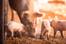 Female Pig With Little Piglets At Sunrise On A Remote Cattle Station In Northern Territory, Australia