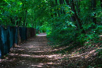 Sticker - Beautiful and mysterious unpaved way in the forest with green trees