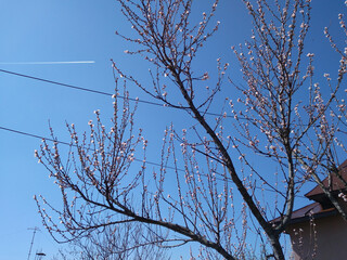 Sticker - Beautiful delicate flowering trees with white blossoms in the blue sky background