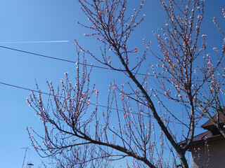 Sticker - Beautiful delicate flowering tree with white blossoms in the blue sky background