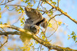 great horned owlet
