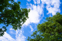 Looking Up Through The Treetops. Beautiful Natural Frame Of Foliage Against The Sky. Copy Space.Green Leaves Of A Tree Against The Blue Sky. Sun Soft Light Through The Green Foliage Of The Tree.