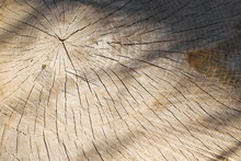 Cut, Saw Cut Of A Tree, Close-up. Age Rings, Cracked Tree Stump, Top View. Texture Background
