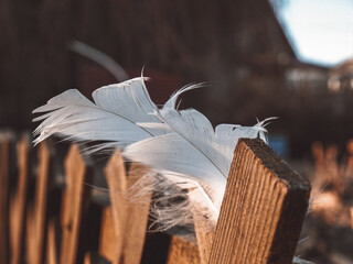 feather in the snow