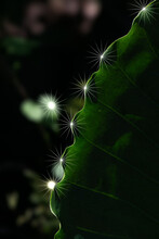 The Leaves Of The Alocasia Tree Shine With Light.