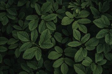 Dark green foliage summer background, green leaves pattern