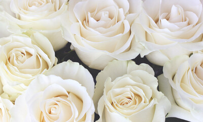  bouquet of light cream roses close-up.