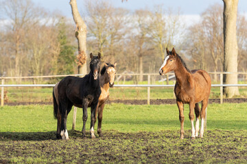 Wall Mural - Three one-year-old horses in the pasture. A black, a yellow and a chestnut colored foal. Trees and fence in the background. Selective focus