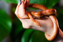 Corn snake wrapped around woman hand on green nature background. Exotic pet. Close-up. Wildlife concept.