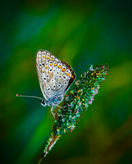 Butterfly on a wild flower on green nature background