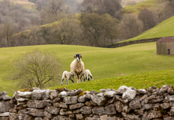 Wall Mural - lambing time in the yorkshire dales, uk, a typical rural scene in springtime with a swaledale ewe fa