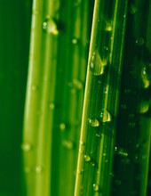 Closeup Of Grass Blades With Droplets Of Water