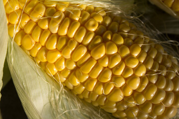 Canvas Print - Corn texture close up photo. Raw sweet corn on a table. Dark grey background. 