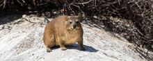 Panorama Close Up Image Of A Rock Dassie Taken On Boulder's Beach