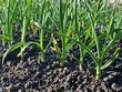 © nadyarakoca - Green sprouts of young garlic in early spring in the garden. Rows of garlic beds in a rural vegetable garden. Close-up.
