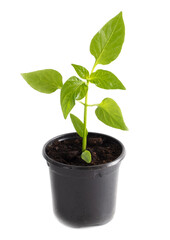 Wall Mural - Bell pepper seedlings on a white background.